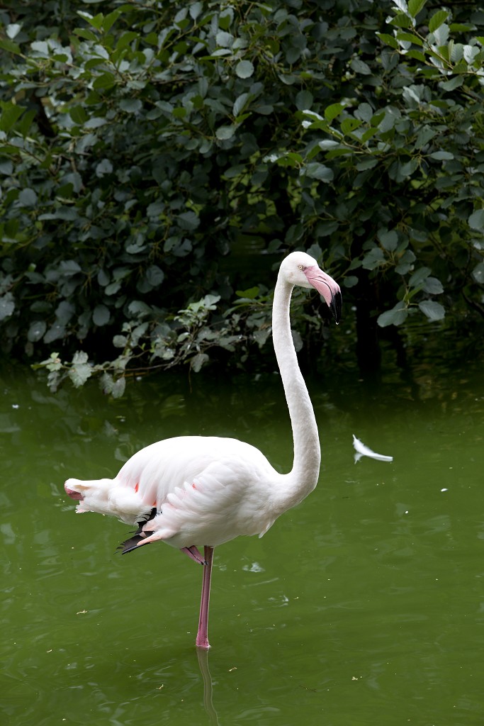 vogels vogel hdr fauna natuur aves zang vliegen vrij